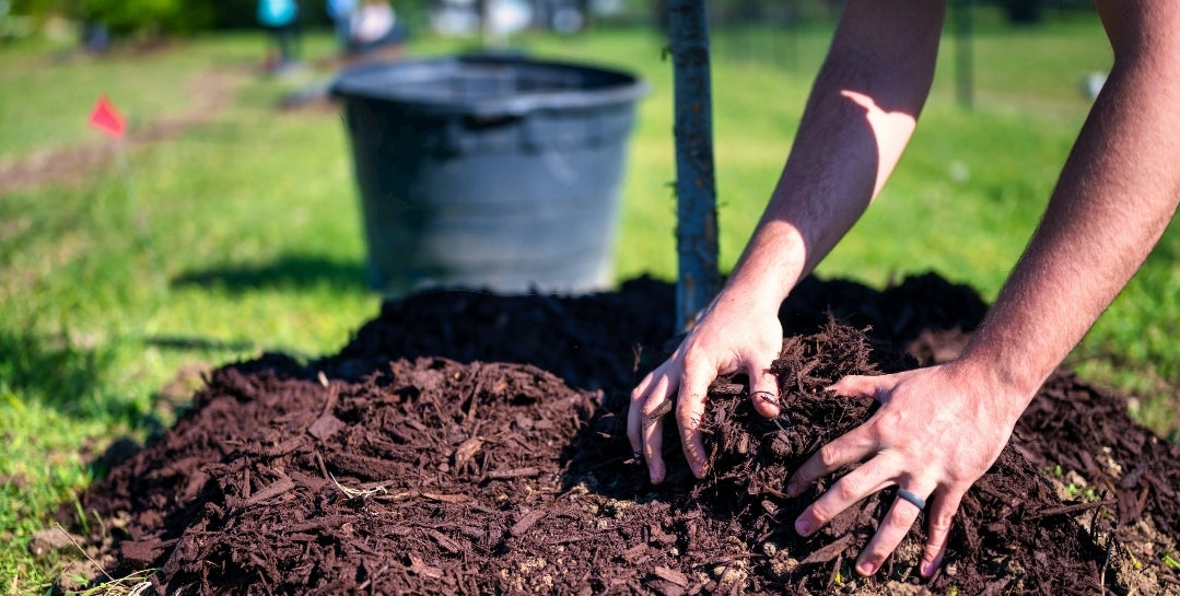 Premium Blend Compost Soil