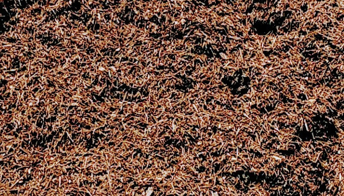 Close-up of Premium Brown Chocolate Mulch highlighting rich brown color and uniform texture for landscaping, gardens, flower beds, and pathways from Mulch and Stuff