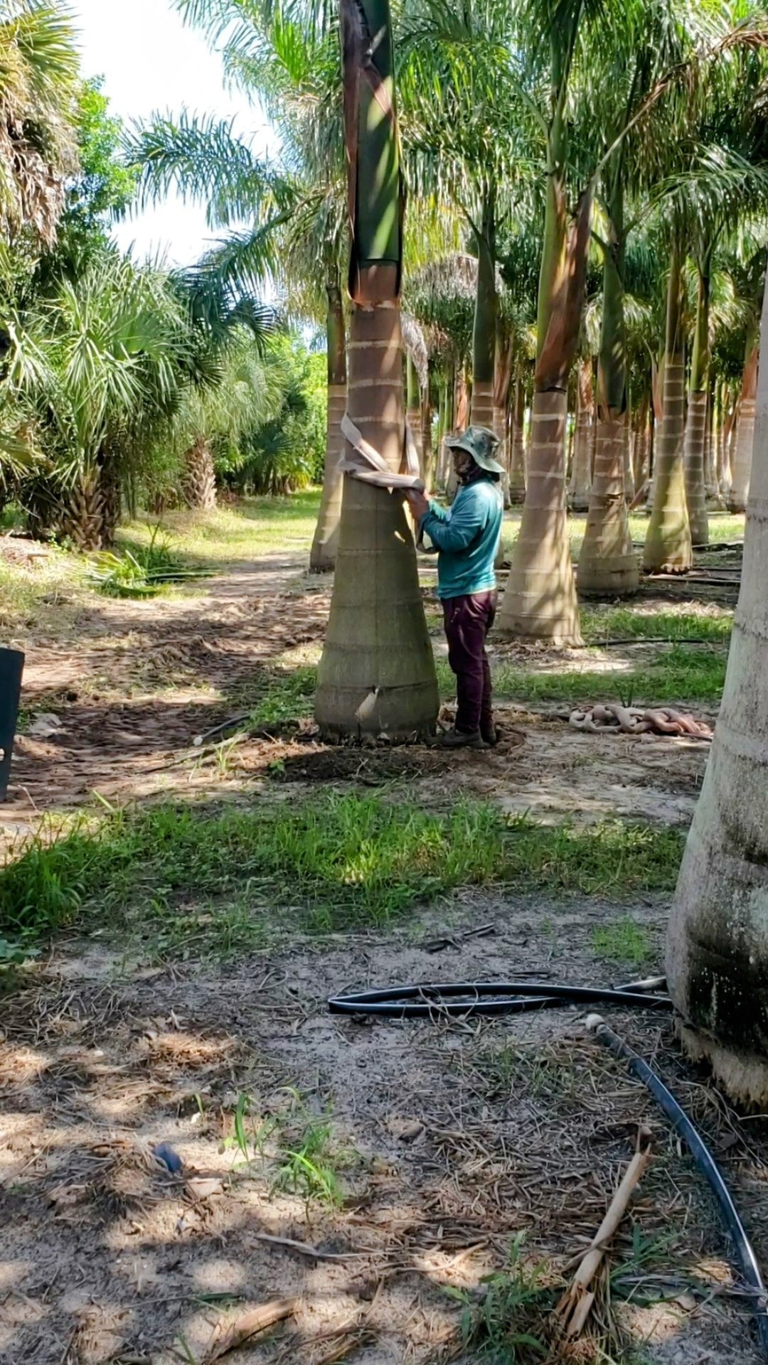 Premium Field Grown Palm Trees - Smart Choice Cuban or Florida Royal P