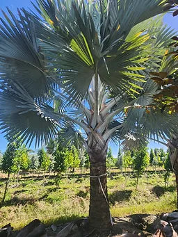 bismarck palm planting Premium Bismarck Palm Trees – Field Grown (Landscaping, Residential & Commercial)
