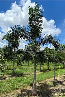 Premium Field Grown Palm Trees - Smart Choice Foxtails Wodyetia bifurc