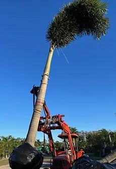 Premium Field Grown Palm Trees - Smart Choice Foxtails Wodyetia bifurc