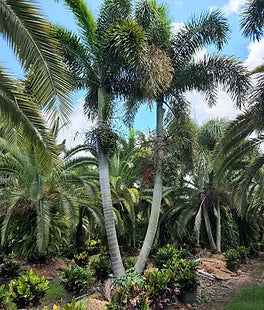 Premium Field Grown Palm Trees - Smart Choice Foxtails Wodyetia bifurc