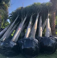 Premium Field Grown Palm Trees - Smart Choice Foxtails Wodyetia bifurc