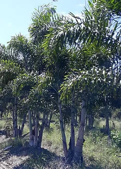 Premium Field Grown Palm Trees - Smart Choice Foxtails Wodyetia bifurc