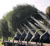 Premium Field Grown Palm Trees - Smart Choice Foxtails Wodyetia bifurc