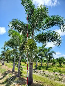 Premium Field Grown Palm Trees - Smart Choice Foxtails Wodyetia bifurc