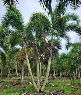 Premium Field Grown Palm Trees - Smart Choice Foxtails Wodyetia bifurc