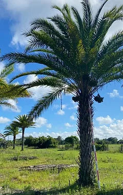 Premium Field Grown Palm Trees - Smart Choice Sylvester Palm elegant s