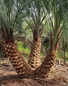Premium Field Grown Palm Trees - Smart Choice Sylvester Palm elegant s