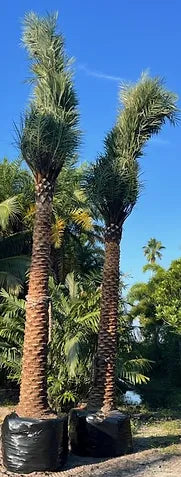 Premium Field Grown Palm Trees - Smart Choice Sylvester Palm elegant s