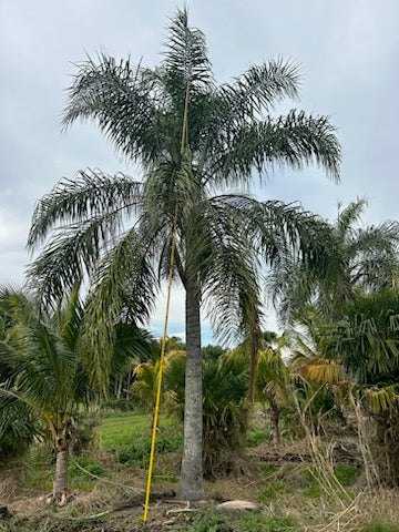 Premium Field Grown Palm Trees - Smart Choice Queen Palms
