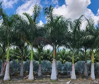 Premium Field Grown Palm Trees - Smart Choice Cuban or Florida Royal P
