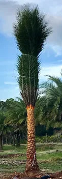 Premium Field Grown Palm Trees - Smart Choice Sylvester Palm elegant s