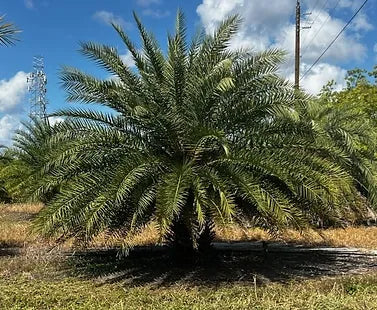 Premium Field Grown Palm Trees - Smart Choice Sylvester Palm elegant s
