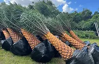 Premium Field Grown Palm Trees - Smart Choice Sylvester Palm elegant s