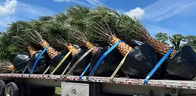 Premium Field Grown Palm Trees - Smart Choice Sylvester Palm elegant s