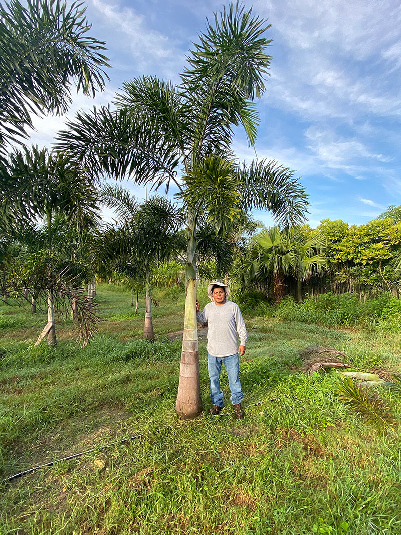 Premium Field Grown Palm Trees - Smart Choice Foxtails Wodyetia bifurc