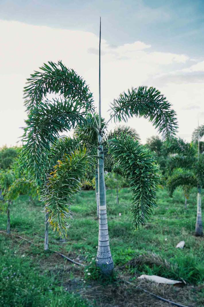 Premium Field Grown Palm Trees - Smart Choice Foxtails Wodyetia bifurc