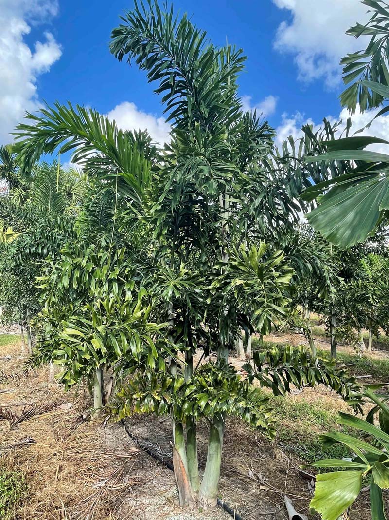 Premium Field Grown Palm Trees - Smart Choice Foxtails Wodyetia bifurc