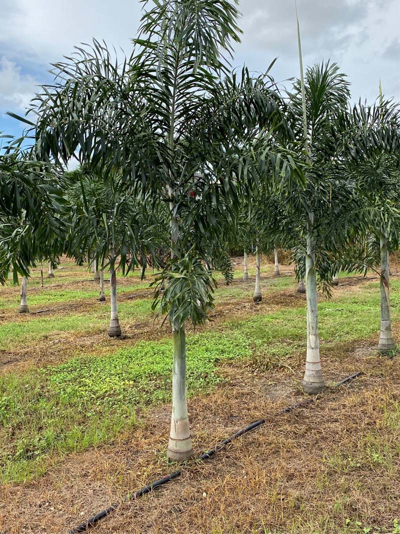 Premium Field Grown Palm Trees - Smart Choice Foxtails Wodyetia bifurc