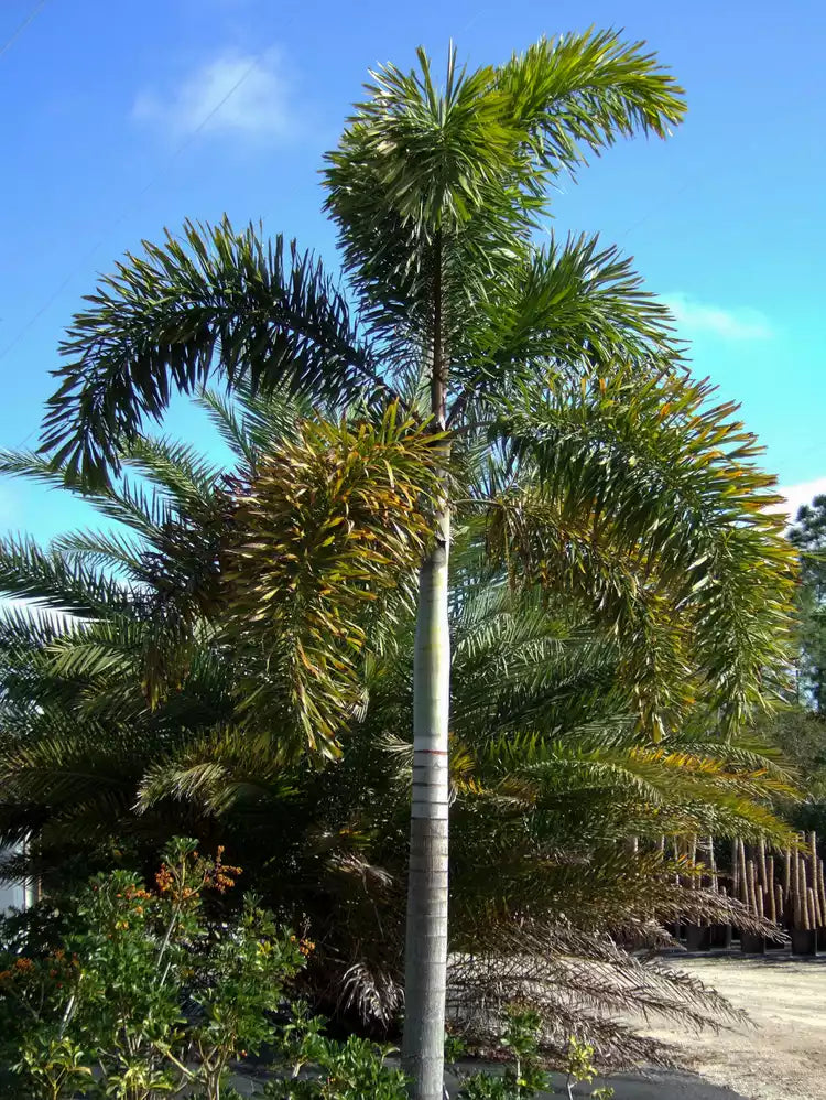 Premium Field Grown Palm Trees - Smart Choice Foxtails Wodyetia bifurc