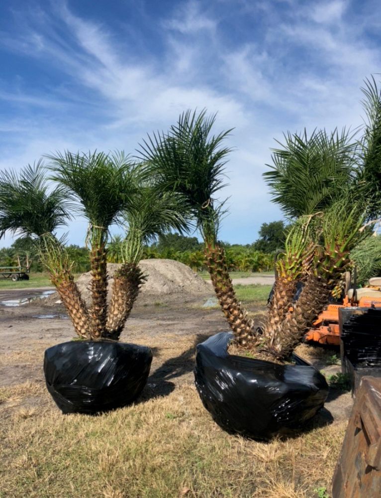 premium-field-grown-palm-trees-smart-choice-bismark-palm-copy