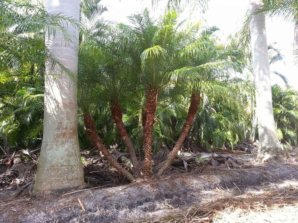 premium-field-grown-palm-trees-smart-choice-bismark-palm-copy
