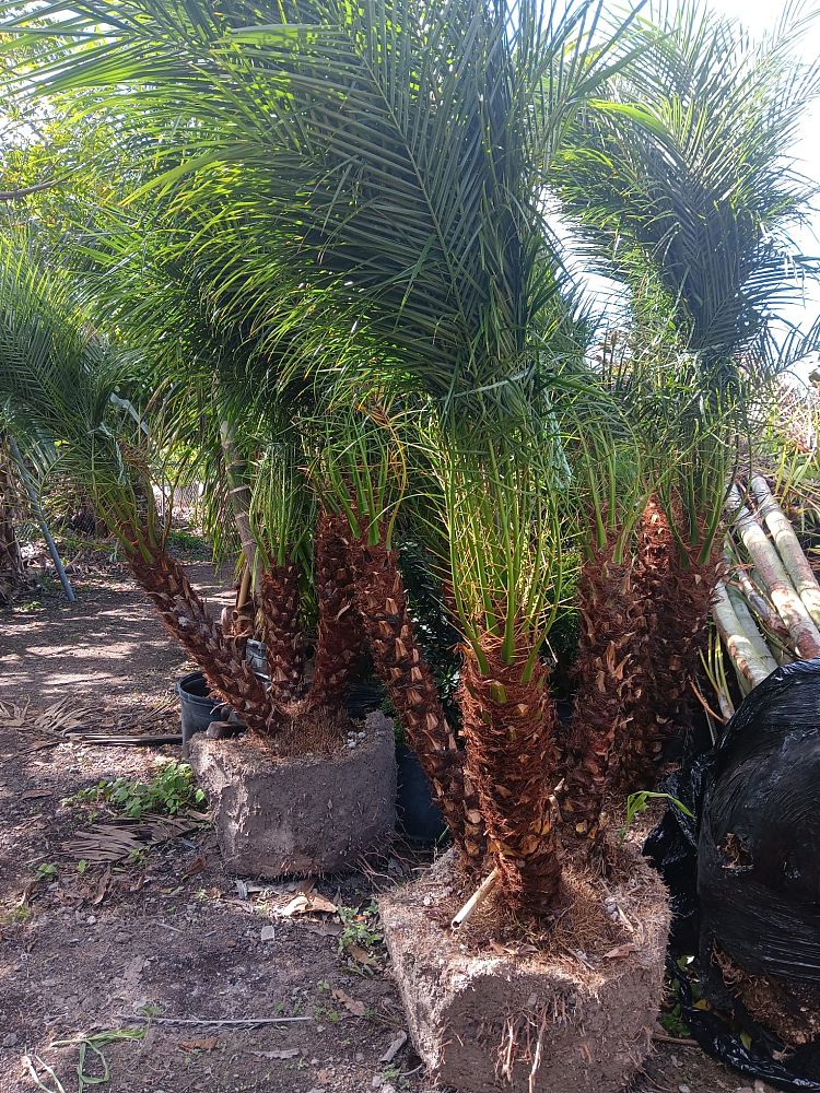 premium-field-grown-palm-trees-smart-choice-bismark-palm-copy