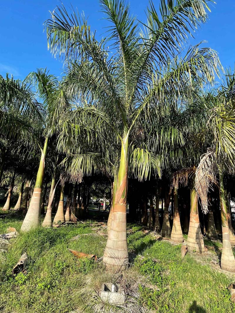Premium Field Grown Palm Trees - Smart Choice Cuban or Florida Royal P