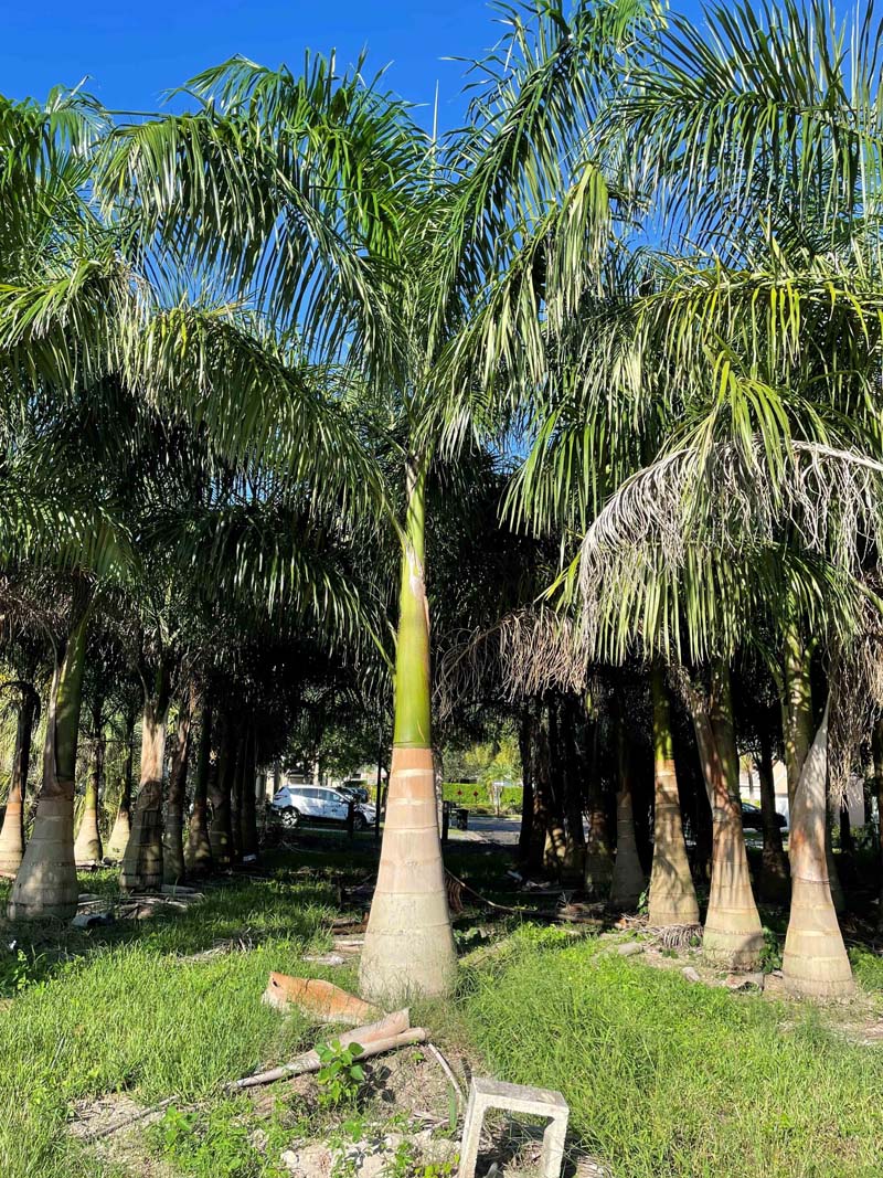 Premium Field Grown Palm Trees - Smart Choice Cuban or Florida Royal P