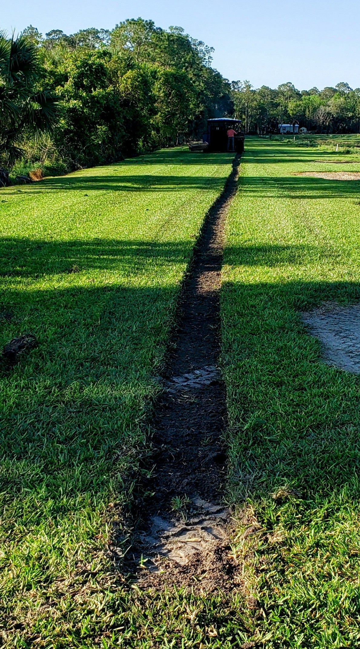 floratam st augustine sod - Smart Choice Premium Floratam™ weed-free s