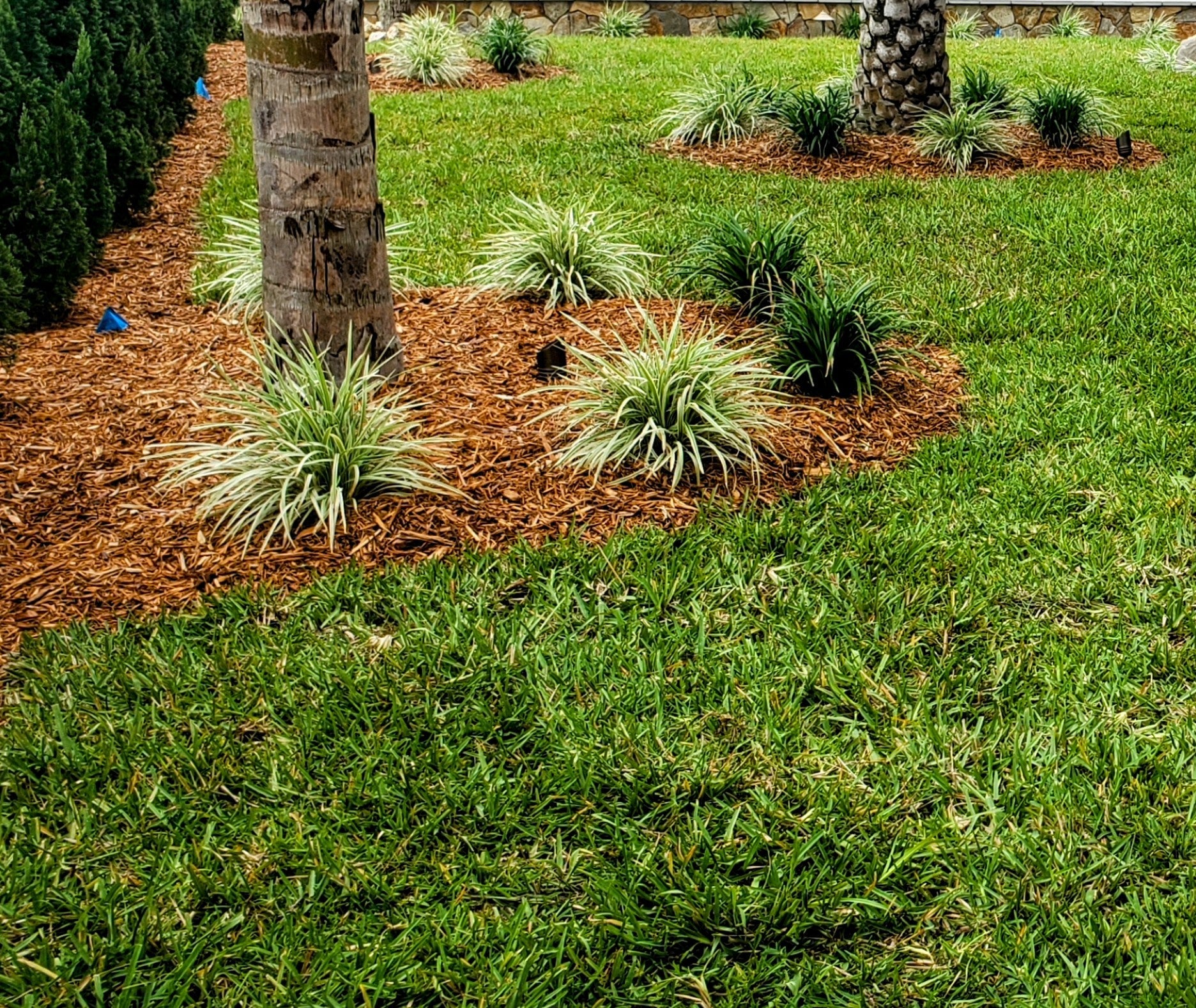 floratam st augustine sod - Smart Choice Premium Floratam™ weed-free s