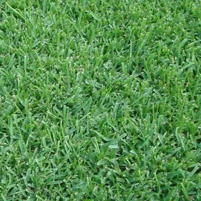floratam st augustine sod - Smart Choice Premium Floratam™ weed-free s