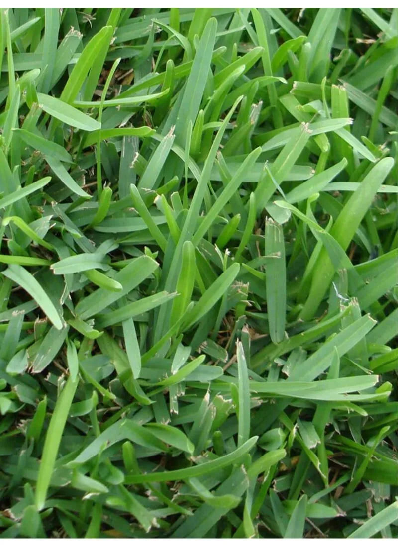 floratam st augustine sod - Smart Choice Premium Floratam™ weed-free s