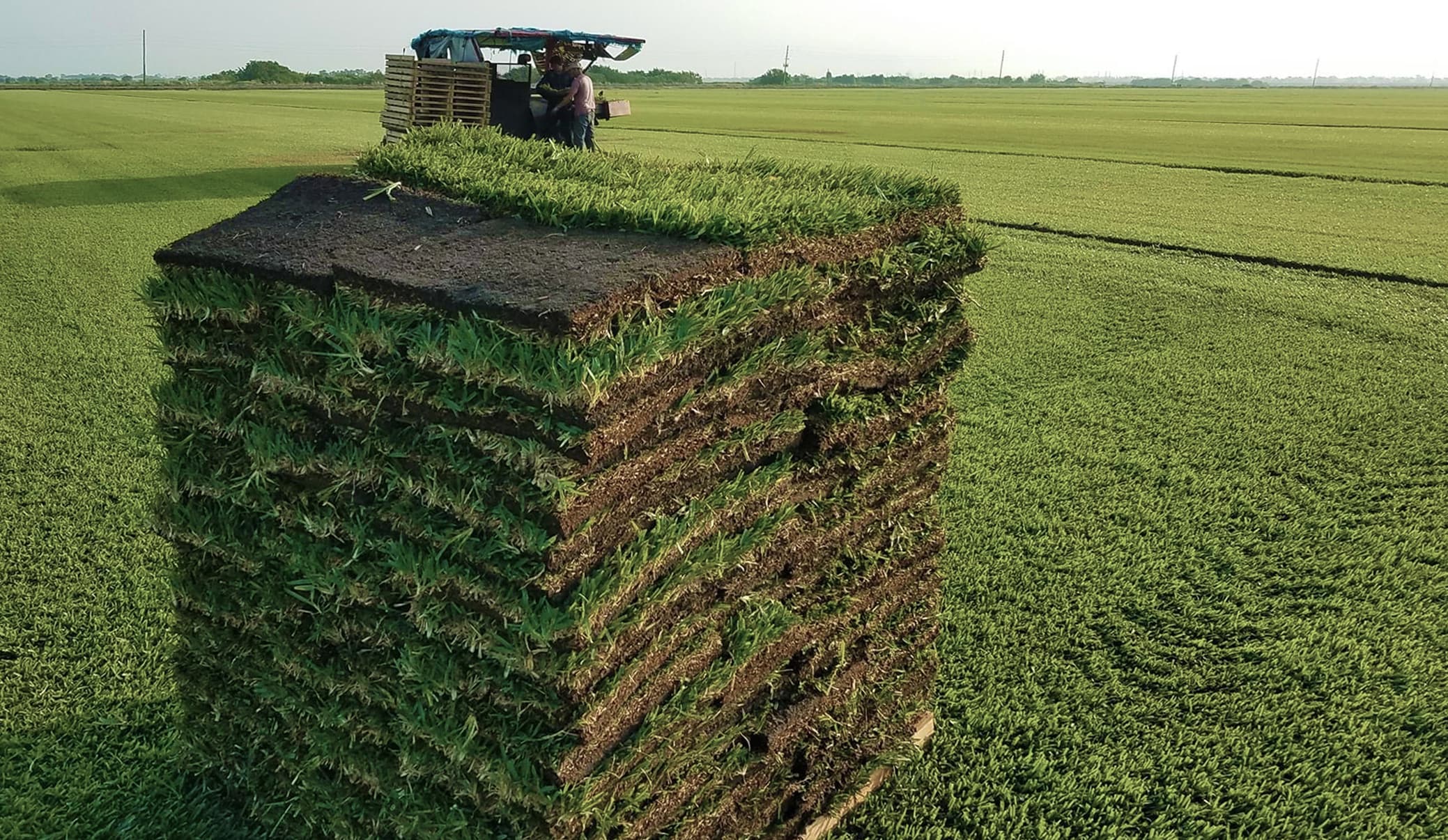 Bhild services — Newly installed St. Augustine Sod treated and... St augustine sod near me