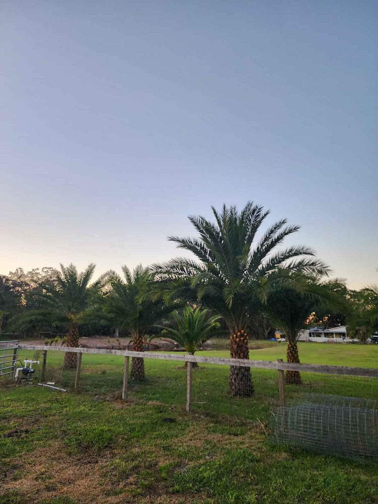 Premium Field Grown Palm Trees - Smart Choice Sylvester Palm elegant s