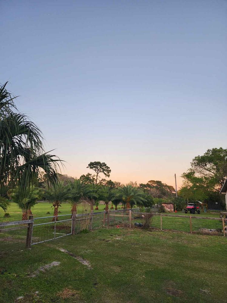 Premium Field Grown Palm Trees - Smart Choice Sylvester Palm elegant s