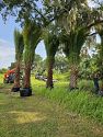 Premium Field Grown Palm Trees - Smart Choice Sylvester Palm elegant s
