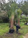 Premium Field Grown Palm Trees - Smart Choice Sylvester Palm elegant s