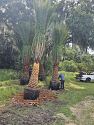 Premium Field Grown Palm Trees - Smart Choice Sylvester Palm elegant s