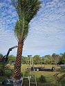 Premium Field Grown Palm Trees - Smart Choice Sylvester Palm elegant s