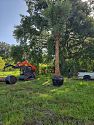 Premium Field Grown Palm Trees - Smart Choice Sylvester Palm elegant s