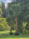 Premium Field Grown Palm Trees - Smart Choice Sylvester Palm elegant s