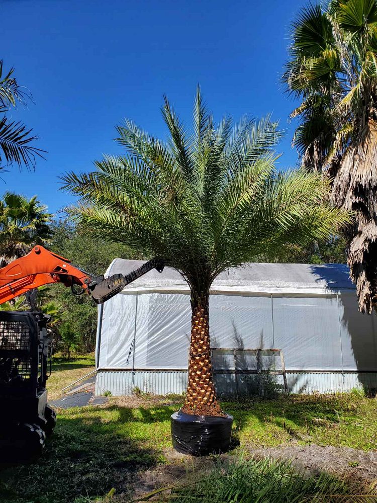 Premium Field Grown Palm Trees - Smart Choice Sylvester Palm elegant s