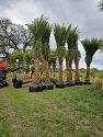 Premium Field Grown Palm Trees - Smart Choice Sylvester Palm elegant s