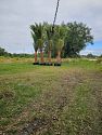 Premium Field Grown Palm Trees - Smart Choice Sylvester Palm elegant s