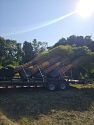 Premium Field Grown Palm Trees - Smart Choice Sylvester Palm elegant s