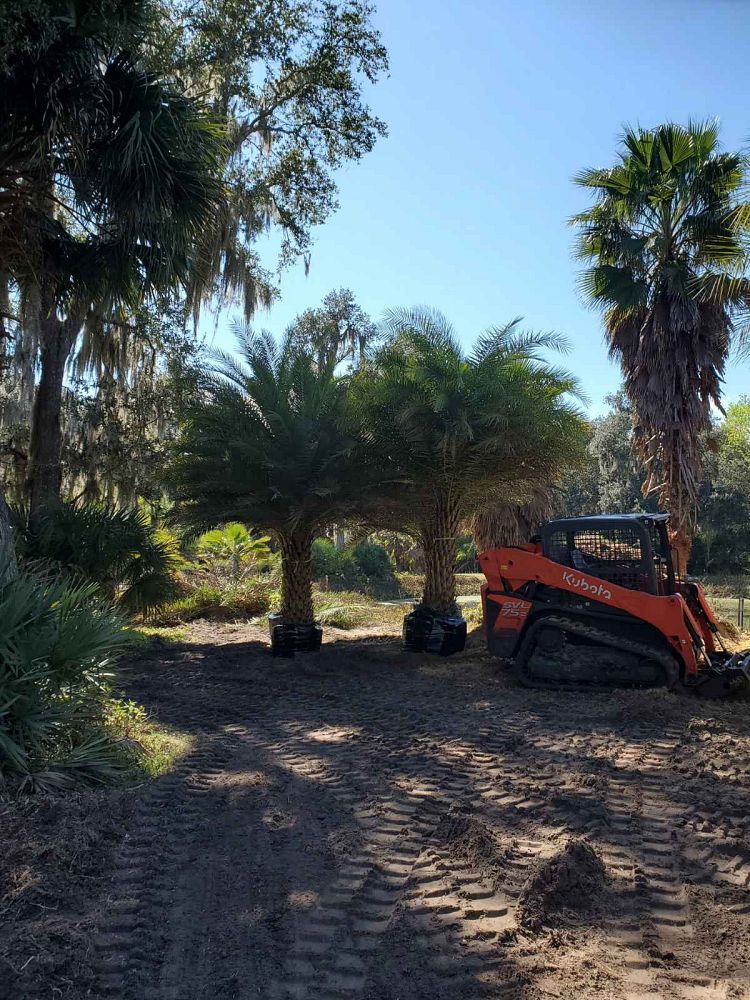 Premium Field Grown Palm Trees - Smart Choice Sylvester Palm elegant s