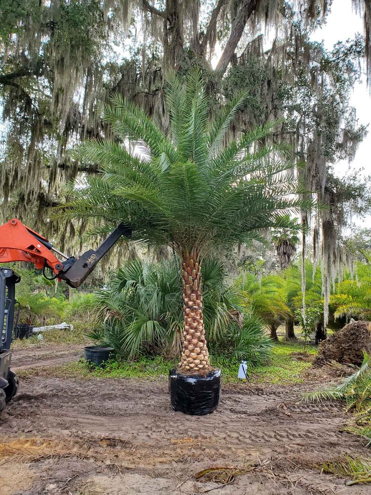 Premium Field Grown Palm Trees - Smart Choice Sylvester Palm elegant s